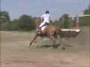 Cross Country Jumping-Welcome To The Jungle