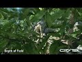 crysis crysis