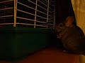 2 Male Chinchillas Having An Argument Thru A Barrier