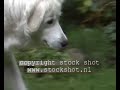 Kuvasz