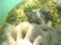 videos de Snorkeling with Florida manatee