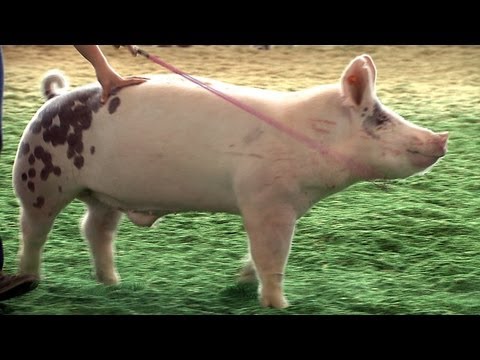 how to care for a 4-h pig