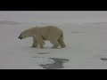 Встреча с белыми медведями