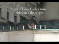 Peregrine Falcons in Utica New York