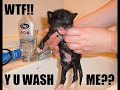 LolCatz Compilation LolCatz Compilation