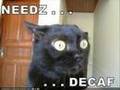 LolCatz Compilation