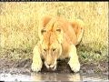 Documentaire Animalier : Lions / Guepards