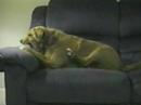 Dogs 2