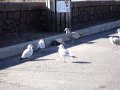 Seaguls sings&eats to SnoopDogg & Kanye West