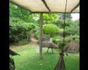 Odo the Emu in attack mode