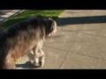 videos de 2008-10-12 Louie goes for a walk: part 2