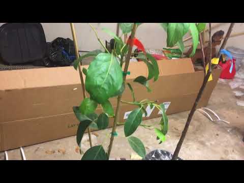 video-linktoworks-Fast-Growing-trees.com order unboxing Cherry and...