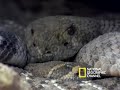 Rattlesnakes Display and Mate