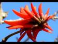 videos de mpumalanga trip voyage afrique du sud