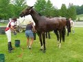 Cooling an eventing horse