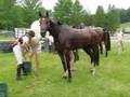 Cooling an eventing horse