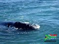 Whale watching in Hermanus Whale watching in Hermanus