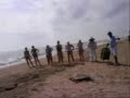 Tortugas en Puerto Vallarta Tortugas en Puerto Vallarta