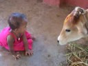chaild with cow.MOV