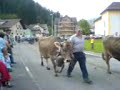 Viehschau Unteriberg