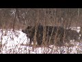 biche coucher   Sanglier coucher   chevreuil don 1velour pousse  22 12 09.