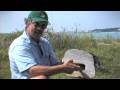 Nonsuch Island Wildlife Sanctuary - Bermuda YP