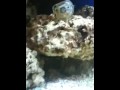 Salt water tank