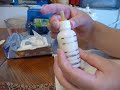 How to prepare milk for feeding kittens