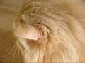 Cat with valerian (allheal, cat thyme, cat nip) Cat with valerian (allheal, cat thyme, cat nip)