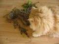 Cat with valerian (allheal, cat thyme, cat nip)