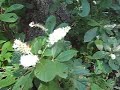 Sweet Pepper Bush