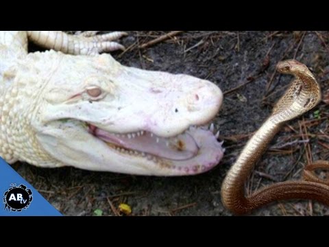 YouTube reptile video