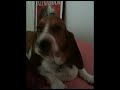 Augie's early morning routine upon waking up.