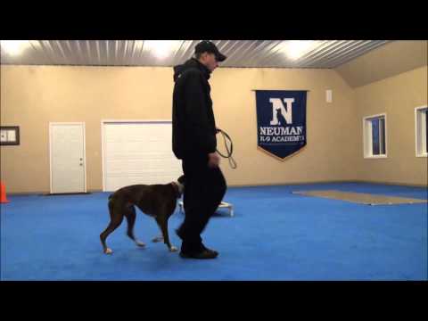 how to train boxer dog