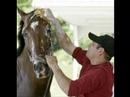 RIP Barbaro, Lost but never Forgotten
