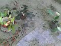 fish in clean water part 3