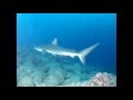 Galapagos Aggressor Part 2