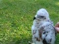 Goshawks