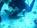 Fish Petting II Bahamas