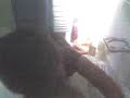 Jason jr  *