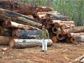 Third world logging -- destroying water catchment