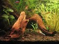 55 gallon planted tank 55 gallon planted tank