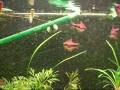 videos de 55 gallon planted tank