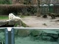 The Five-Wolf-Symphony