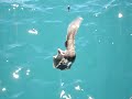 very aggressive eel
