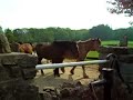 horses at parc le breos