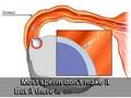 PEARSON EDUCATION/SEIBOLD MEDIA REPRODUCTIVE SYSTEM