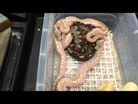 YouTube reptile video