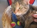 videos de Mona la chatte