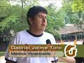 MUNDO GANADERO Y EQUINO DE CAEQUINOS MUNDO GANADERO Y EQUINO DE CAEQUINOS